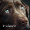 Perritos 2Guau Guau 20