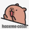 capibara cute 😎 17