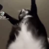 silly cats 15