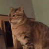 ✨Gato chipichipi🐈Gatos 😸 17