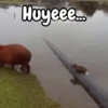 🦫 Capibara reactions 🦫 15