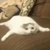 ✨Gato chipichipi🐈Gatos 😸 7