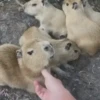 🦫 Capibara reactions 🦫 11