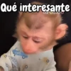 Monos changos graciosos 🐒🐵 17