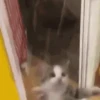 ✨Gato chipichipi🐈Gatos 😸 11