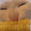 silly cats 18