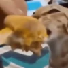 silly cats 20