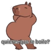 capibara cute 😎 21