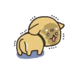 Dog 🐕🐾 29