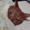 ✨Gato chipichipi🐈Gatos 😸 18