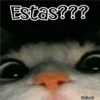 🧿Gatos fraseables 🐱🐈 7