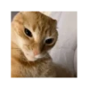 Gato mewing 🐱✨ 5