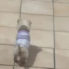 🎵 TIKTOKeando 20🎵 8
