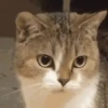 💫🧏mewing gato🤫gatos✨ 7