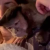 pack monkeys 🐵💗 9