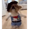 Perritos Disfrazados 🐶 🇪🇨 movi 7