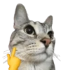 💫🧏mewing gato🤫gatos✨ 10