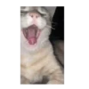 Gato mewing 🐱✨ 6