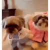 Perritos Disfrazados 🐶 🇪🇨 movi 9