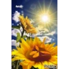 सूरजमुखी 12
