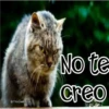 🧿Gatos fraseables 🐱🐈 13