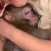 pack monkeys 🐵💗 15