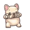 French Bulldog PIGU 20