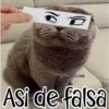 🧿Gatos fraseables 🐱🐈 14