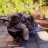 Perritos Disfrazados 🐶 🇪🇨 movi 10