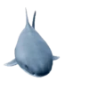 Animais animados 5