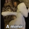 🤎Gatitos con Frases⓷🐈‍⬛😼 8