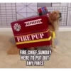 Perritos Disfrazados 🐶 🇪🇨 movi 12