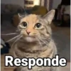 🤎Gatitos con Frases⓷🐈‍⬛😼 9