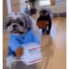 Perritos Disfrazados 🐶 🇪🇨 movi 13