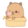 🦫 CaPyBaRa 🦫 16