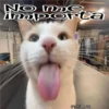 🧿Gatos fraseables 🐱🐈 16