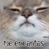 🧿Gatos fraseables 🐱🐈 17