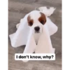 Perritos Disfrazados 🐶 🇪🇨 movi 14