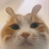 💫🧏mewing gato🤫gatos✨ 16