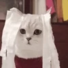 💫🧏mewing gato🤫gatos✨ 17