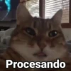 🤎Gatitos con Frases⓷🐈‍⬛😼 10