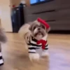 Perritos Disfrazados 🐶 🇪🇨 movi 16