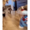 Perritos Disfrazados 🐶 🇪🇨 movi 17