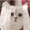 💫🧏mewing gato🤫gatos✨ 20