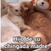 🤎Gatitos con Frases⓷🐈‍⬛😼 12