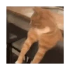 Gato mewing 🐱✨ 13