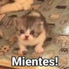 🤎Gatitos con Frases⓷🐈‍⬛😼 13
