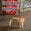 🧿Gatos fraseables 🐱🐈 20
