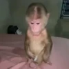 pack monkeys 🐵💗 21