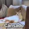 🤎Gatitos con Frases⓷🐈‍⬛😼 15